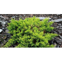 Ялівець лежачий Кішіогіма / Ялівець Кішіогіма |  Juniperus procumbens Kishiogima | Можжевельник лежачий Кишиогима / Можжевельник Кишиогима