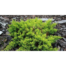 Ялівець лежачий Кішіогіма / Ялівець Кішіогіма |  Juniperus procumbens Kishiogima | Можжевельник лежачий Кишиогима / Можжевельник Кишиогима