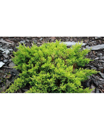 Ялівець лежачий Кішіогіма / Ялівець Кішіогіма | Juniperus procumbens Kishiogima | Можжевельник лежачий Кишиогима / Можжевельник Кишиогима