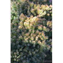 Ялівець лежачий Кішіогіма / Ялівець Кішіогіма |  Juniperus procumbens Kishiogima | Можжевельник лежачий Кишиогима / Можжевельник Кишиогима