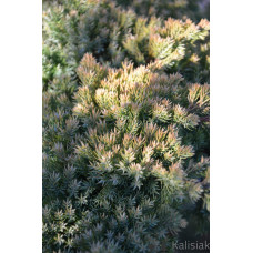 Ялівець лежачий Кішіогіма / Ялівець Кішіогіма |  Juniperus procumbens Kishiogima | Можжевельник лежачий Кишиогима / Можжевельник Кишиогима