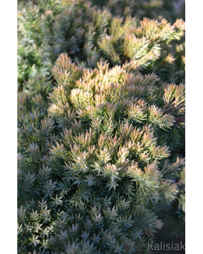 Ялівець лежачий Кішіогіма / Ялівець Кішіогіма | Juniperus procumbens Kishiogima | Можжевельник лежачий Кишиогима / Можжевельник Кишиогима