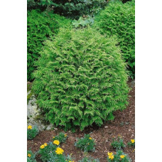 Кипарисовик Лавсона Глобоза | Chamaecyparis lawsoniana Globosa | Кипарисовик Лавсона Глобоза