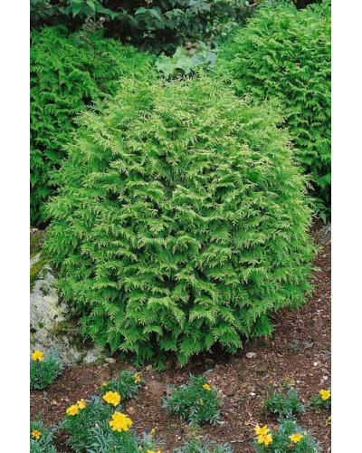 Кипарисовик Лавсона Глобоза | Chamaecyparis lawsoniana Globosa | Кипарисовик Лавсона Глобоза