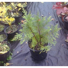 Кипарисовик Лавсона Глобоза | Chamaecyparis lawsoniana Globosa | Кипарисовик Лавсона Глобоза