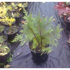 Кипарисовик Лавсона Глобоза | Chamaecyparis lawsoniana Globosa | Кипарисовик Лавсона Глобоза