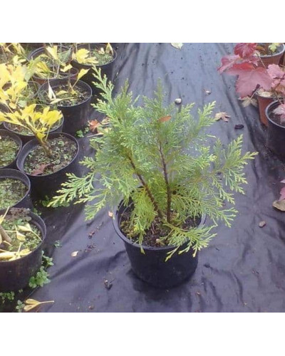 Кипарисовик Лавсона Глобоза | Chamaecyparis lawsoniana Globosa | Кипарисовик Лавсона Глобоза