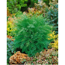 Кипарисовик Лавсона Глобоза | Chamaecyparis lawsoniana Globosa | Кипарисовик Лавсона Глобоза