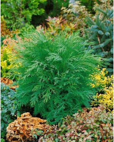 Кипарисовик Лавсона Глобоза | Chamaecyparis lawsoniana Globosa | Кипарисовик Лавсона Глобоза