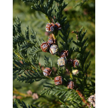 Кипарисовик Лавсона Глобоза | Chamaecyparis lawsoniana Globosa | Кипарисовик Лавсона Глобоза