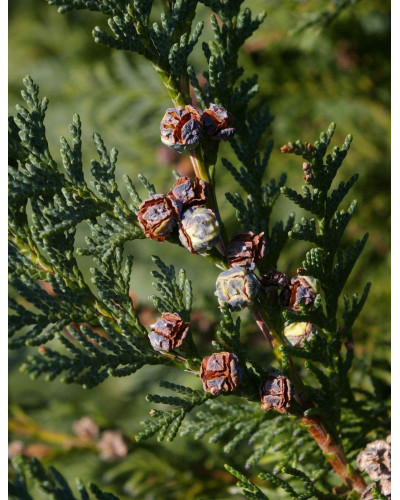 Кипарисовик Лавсона Глобоза | Chamaecyparis lawsoniana Globosa | Кипарисовик Лавсона Глобоза