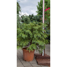 Кипарисовик Лавсона Глобоза | Chamaecyparis lawsoniana Globosa | Кипарисовик Лавсона Глобоза