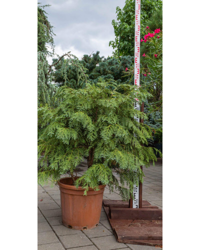 Кипарисовик Лавсона Глобоза | Chamaecyparis lawsoniana Globosa | Кипарисовик Лавсона Глобоза