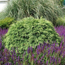 Кипарисовик Лавсона Глобоза | Chamaecyparis lawsoniana Globosa | Кипарисовик Лавсона Глобоза