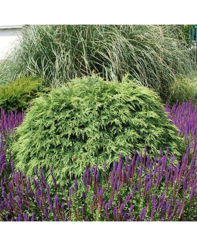 Кипарисовик Лавсона Глобоза | Chamaecyparis lawsoniana Globosa | Кипарисовик Лавсона Глобоза