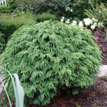 Кипарисовик Лавсона Глобоза | Chamaecyparis lawsoniana Globosa | Кипарисовик Лавсона Глобоза