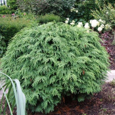 Кипарисовик Лавсона Глобоза | Chamaecyparis lawsoniana Globosa | Кипарисовик Лавсона Глобоза