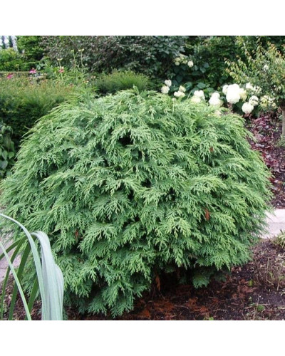 Кипарисовик Лавсона Глобоза | Chamaecyparis lawsoniana Globosa | Кипарисовик Лавсона Глобоза