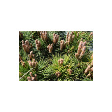 Сосна чорна Брепо / П’єррік Брегон на штамбі | Pinus nigra Brepo / Pierrick Bregeon on shtambe | Сосна черная Брепо / Пьеррик Брегон на штамбе