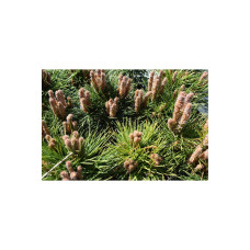 Сосна чорна Брепо / П’єррік Брегон на штамбі | Pinus nigra Brepo / Pierrick Bregeon on shtambe | Сосна черная Брепо / Пьеррик Брегон на штамбе