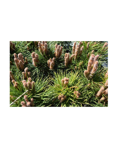 Сосна чорна Брепо / П’єррік Брегон на штамбі | Pinus nigra Brepo / Pierrick Bregeon on shtambe | Сосна черная Брепо / Пьеррик Брегон на штамбе