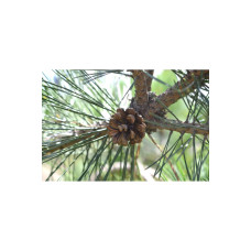 Сосна чорна Брепо / П’єррік Брегон на штамбі | Pinus nigra Brepo / Pierrick Bregeon on shtambe | Сосна черная Брепо / Пьеррик Брегон на штамбе
