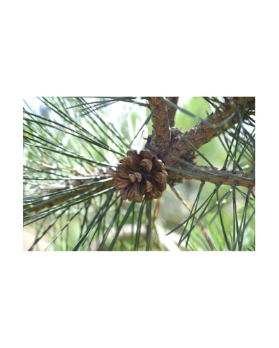 Сосна чорна Брепо / П’єррік Брегон на штамбі | Pinus nigra Brepo / Pierrick Bregeon on shtambe | Сосна черная Брепо / Пьеррик Брегон на штамбе
