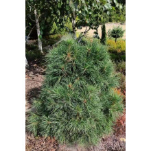 Сосна чорна / австрійська Глобоза | Pinus nigra var. austriaca Globosa | Сосна черная / австрийская Глобоза