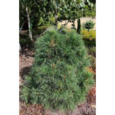 Сосна чорна / австрійська Глобоза | Pinus nigra var. austriaca Globosa | Сосна черная / австрийская Глобоза