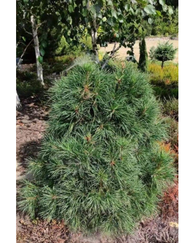 Сосна чорна / австрійська Глобоза | Pinus nigra var. austriaca Globosa | Сосна черная / австрийская Глобоза