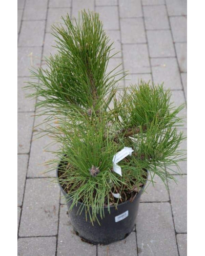 Сосна чорна / австрійська Глобоза | Pinus nigra var. austriaca Globosa | Сосна черная / австрийская Глобоза