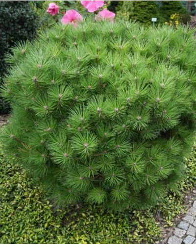 Сосна чорна / австрійська Глобоза | Pinus nigra var. austriaca Globosa | Сосна черная / австрийская Глобоза