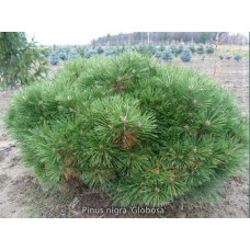 Сосна чорна / австрійська Глобоза | Pinus nigra var. austriaca Globosa | Сосна черная / австрийская Глобоза