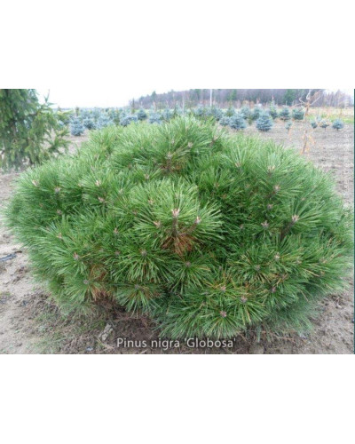 Сосна чорна / австрійська Глобоза | Pinus nigra var. austriaca Globosa | Сосна черная / австрийская Глобоза