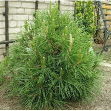 Сосна чорна / австрійська Глобоза | Pinus nigra var. austriaca Globosa | Сосна черная / австрийская Глобоза