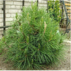 Сосна чорна / австрійська Глобоза | Pinus nigra var. austriaca Globosa | Сосна черная / австрийская Глобоза