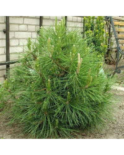 Сосна чорна / австрійська Глобоза | Pinus nigra var. austriaca Globosa | Сосна черная / австрийская Глобоза