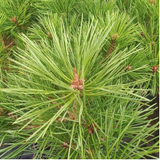 Сосна чорна / австрійська Глобоза | Pinus nigra var. austriaca Globosa | Сосна черная / австрийская Глобоза