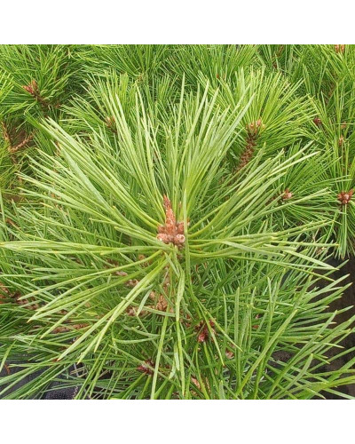 Сосна чорна / австрійська Глобоза | Pinus nigra var. austriaca Globosa | Сосна черная / австрийская Глобоза