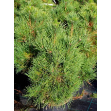 Сосна чорна / австрійська Глобоза | Pinus nigra var. austriaca Globosa | Сосна черная / австрийская Глобоза
