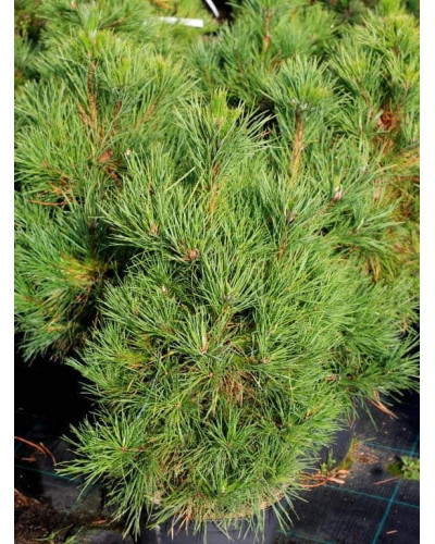 Сосна чорна / австрійська Глобоза | Pinus nigra var. austriaca Globosa | Сосна черная / австрийская Глобоза
