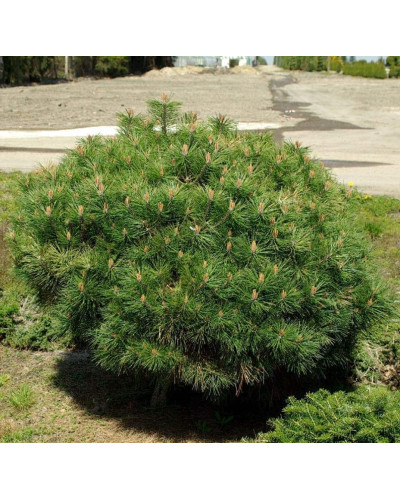 Сосна чорна / австрійська Глобоза | Pinus nigra var. austriaca Globosa | Сосна черная / австрийская Глобоза