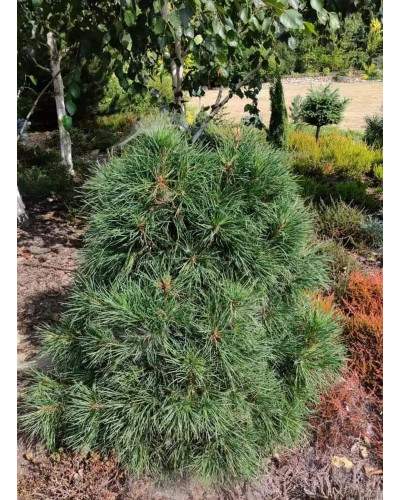 Сосна чорна / австрійська Глобоза | Pinus nigra var. austriaca Globosa | Сосна черная / австрийская Глобоза