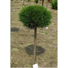 Сосна білокора / боснійська Шмідта / Шмідті (штамб) | Pinus leucodermis Schmidtіі (shtamb) | Сосна белокорая / боснийская Шмидта / Шмидти (штамб)