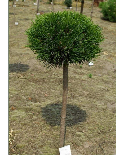 Сосна білокора / боснійська Шмідта / Шмідті (штамб) | Pinus leucodermis Schmidtіі (shtamb) | Сосна белокорая / боснийская Шмидта / Шмидти (штамб)