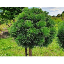 Сосна білокора / боснійська Шмідта / Шмідті (штамб) | Pinus leucodermis Schmidtіі (shtamb) | Сосна белокорая / боснийская Шмидта / Шмидти (штамб)