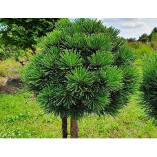 Сосна білокора / боснійська Шмідта / Шмідті (штамб) | Pinus leucodermis Schmidtіі (shtamb) | Сосна белокорая / боснийская Шмидта / Шмидти (штамб)