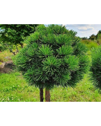 Сосна білокора / боснійська Шмідта / Шмідті (штамб) | Pinus leucodermis Schmidtіі (shtamb) | Сосна белокорая / боснийская Шмидта / Шмидти (штамб)