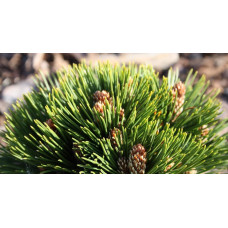 Сосна білокора / боснійська Шмідта / Шмідті (штамб) | Pinus leucodermis Schmidtіі (shtamb) | Сосна белокорая / боснийская Шмидта / Шмидти (штамб)