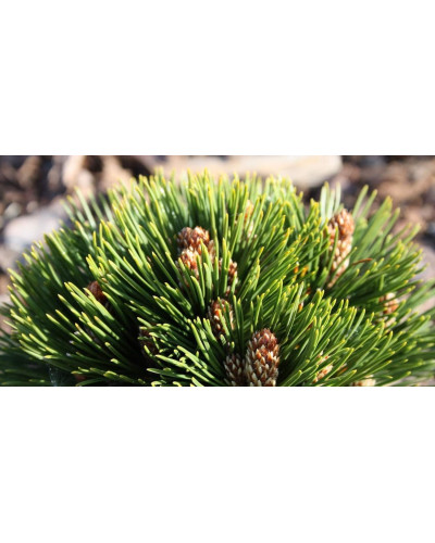 Сосна білокора / боснійська Шмідта / Шмідті (штамб) | Pinus leucodermis Schmidtіі (shtamb) | Сосна белокорая / боснийская Шмидта / Шмидти (штамб)